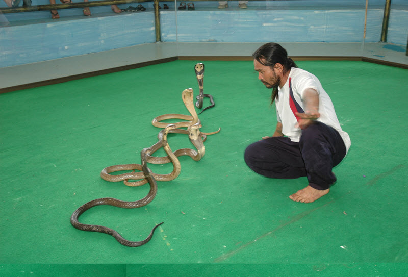 Pattaya Snake Farm & Snake Show